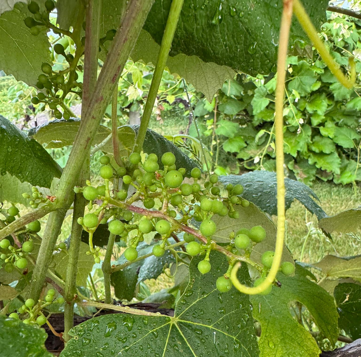 Concord grapes at fruit set.